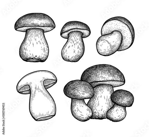 Penny bun mushroom ink sketch set.