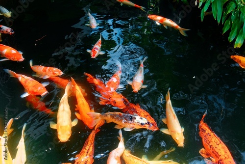 Colorful Japanese Koi Carp fish in a lovely pond in a garden in Kyoto, Japan. A brilliant image of vibrant and energetic Chinese Fancy Carp fish swimming merrily in the clear water elegance, grace 