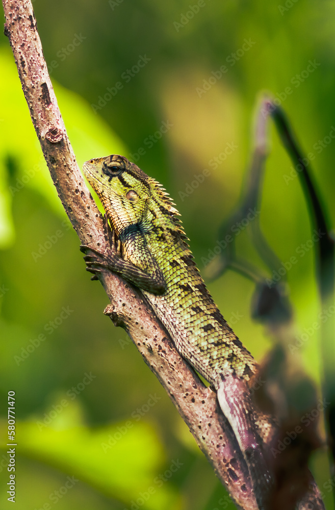 Photo of a Garden Lizard perched on a tree trunk. Photo of a Garden Lizard perched on a tree trunk.