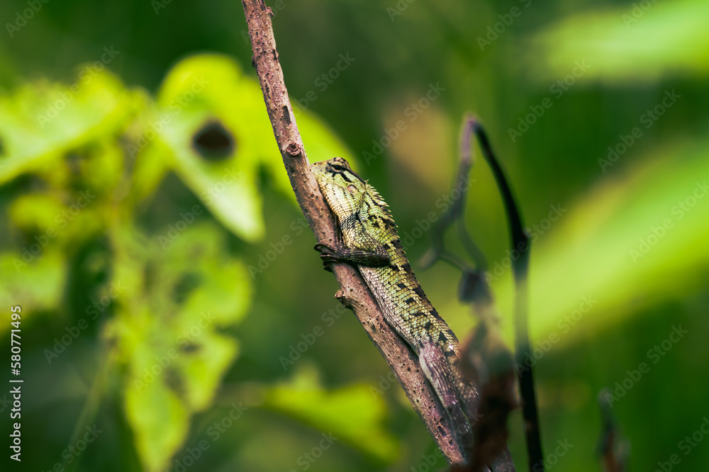 Photo of a Garden Lizard perched on a tree trunk. Photo of a Garden Lizard perched on a tree trunk.