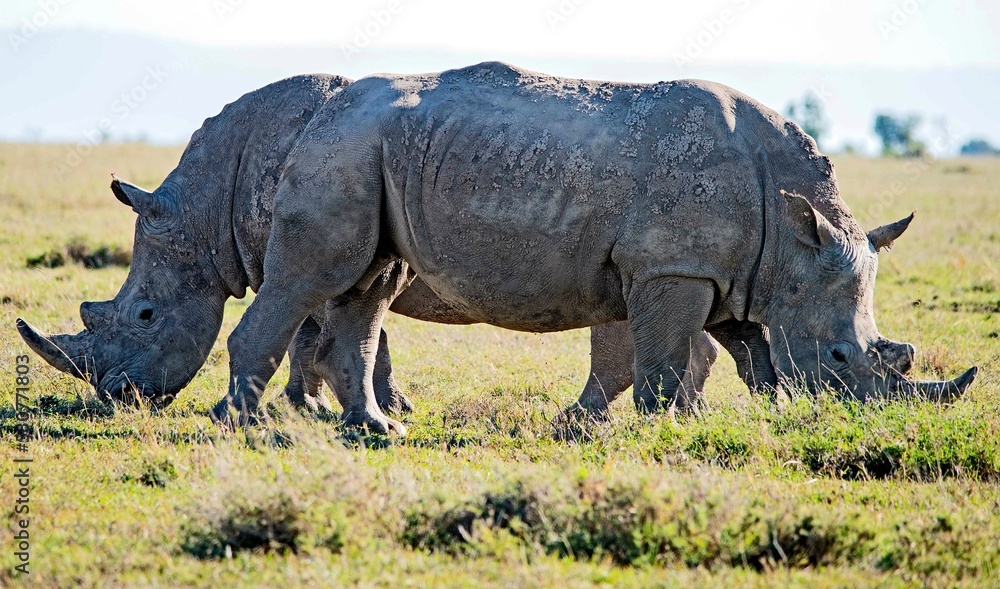 Fototapeta premium White Rhinos grazing in Kenya