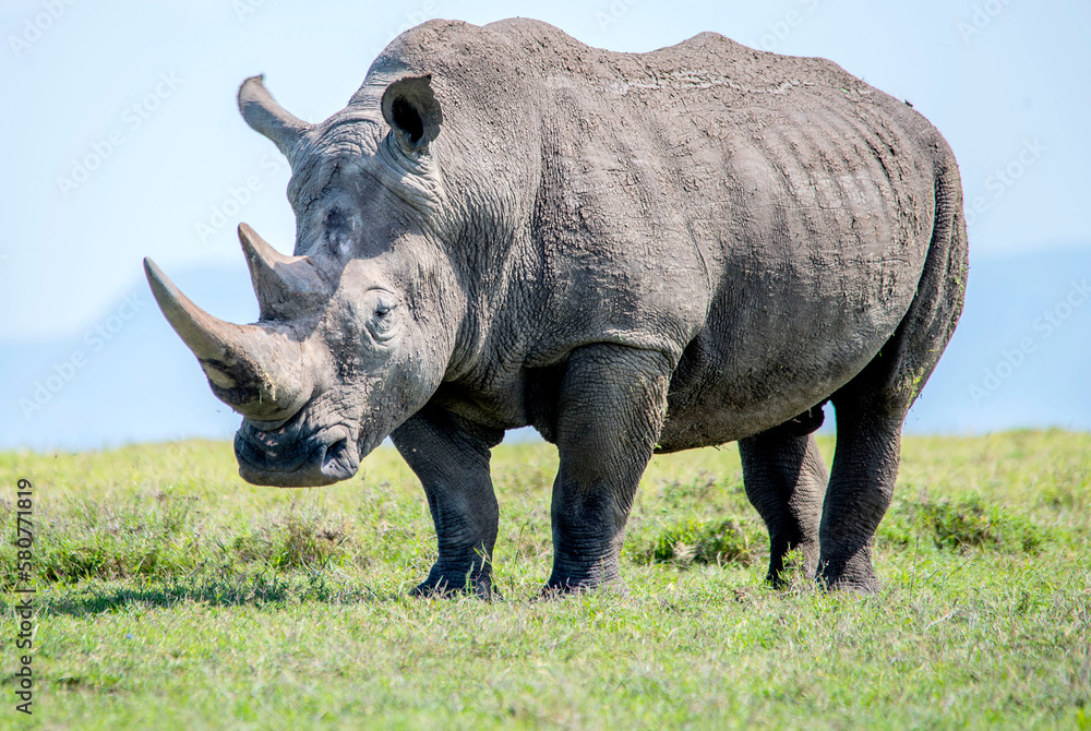 Fototapeta premium White Rhinos grazing in Kenya