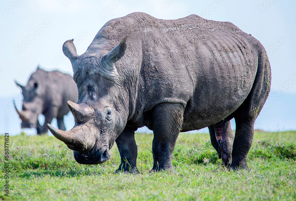 Fototapeta premium White Rhinos grazing in Kenya
