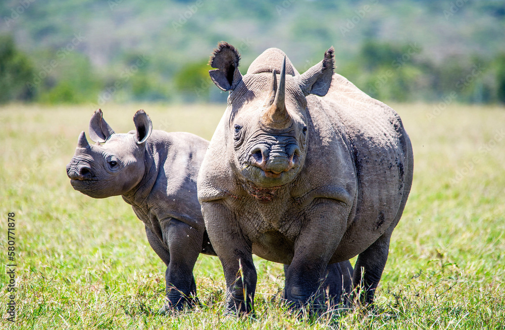 Fototapeta premium Black Rhino with young in Kenya