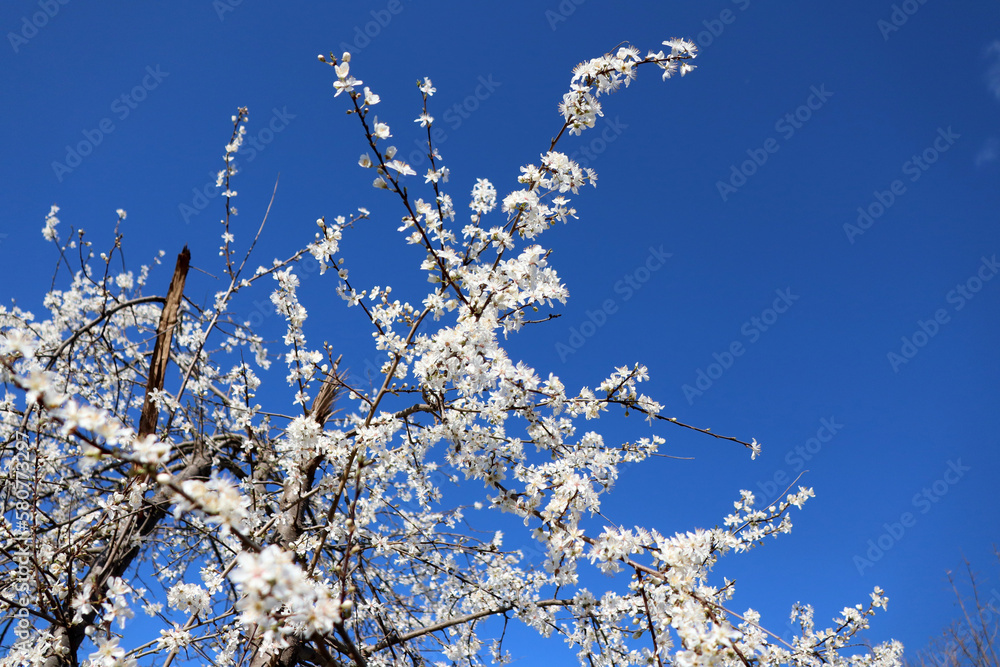cherry blossom in spring on the sky cherry blossom in spring on the sky