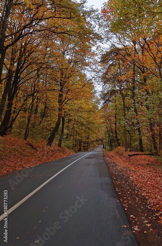 road in autumn forest