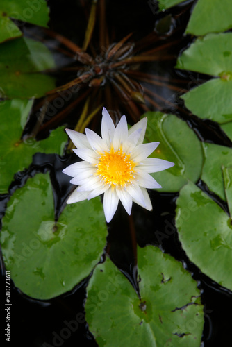 Lotus flower at Wat U Mong  Chiang Mai. Thailand.