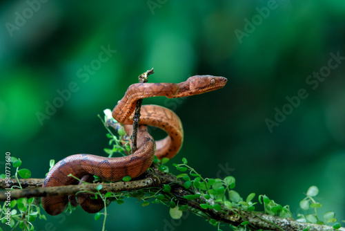 Central American Tree Boa, Corallus annulatus, also known as common tree boa, Trinidad tree boa or tree boa hanging on a branch in the forest in Costa Rica