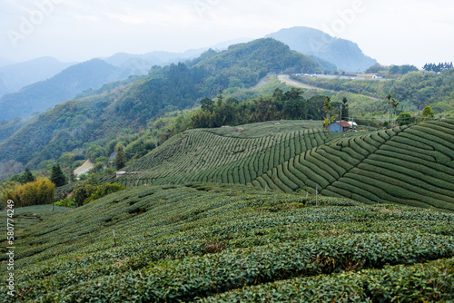Tea terraces on Alishan mountain
