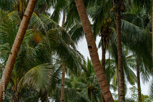 Coconut tree