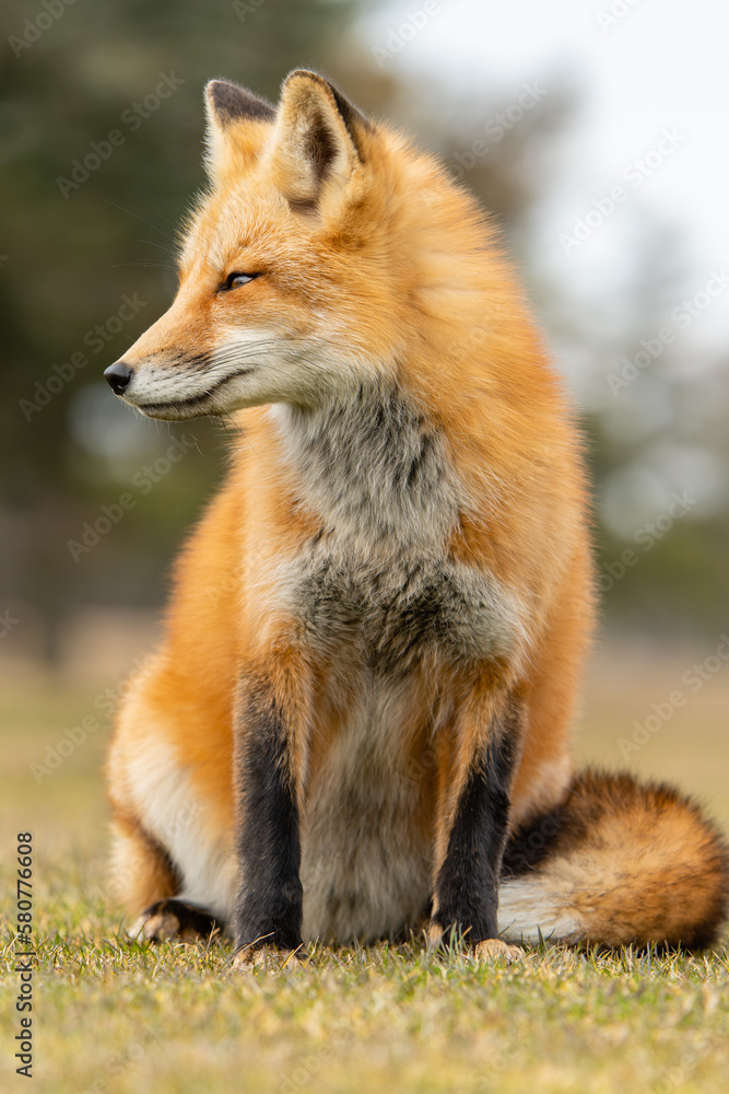Fototapeta premium Red Fox