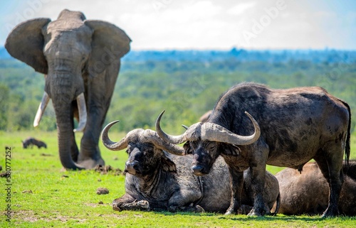 African Elephant and Cape Buffalo compete for space on the plains of Africa © Sean