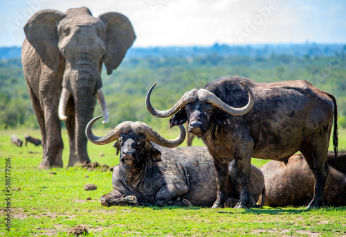 African Elephant and Cape Buffalo compete for space on the plains of Africa