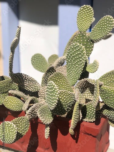 cactus by a window