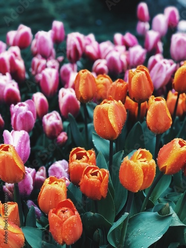Processed with VSCO with hb2 preset - Tulip