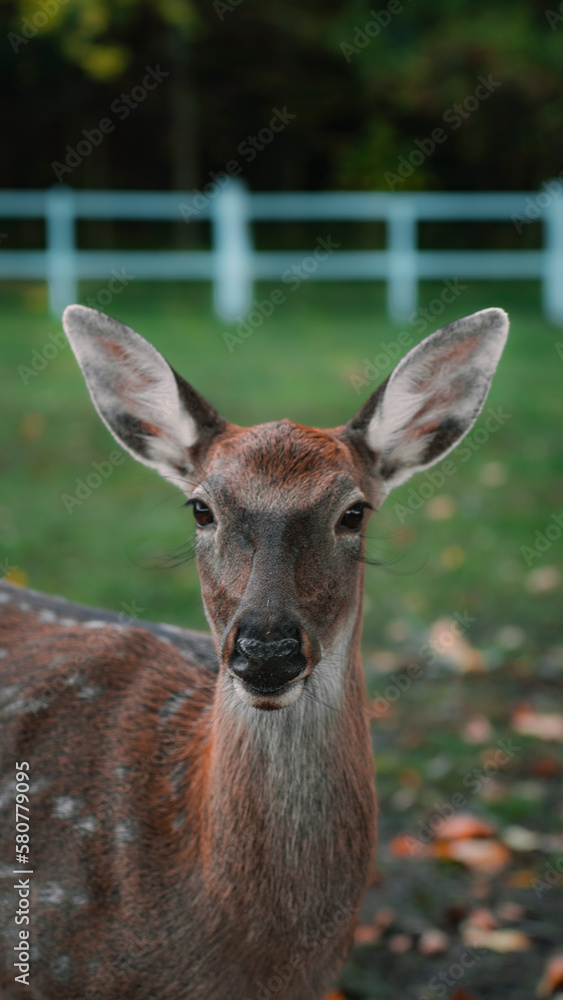 Fototapeta premium Deer