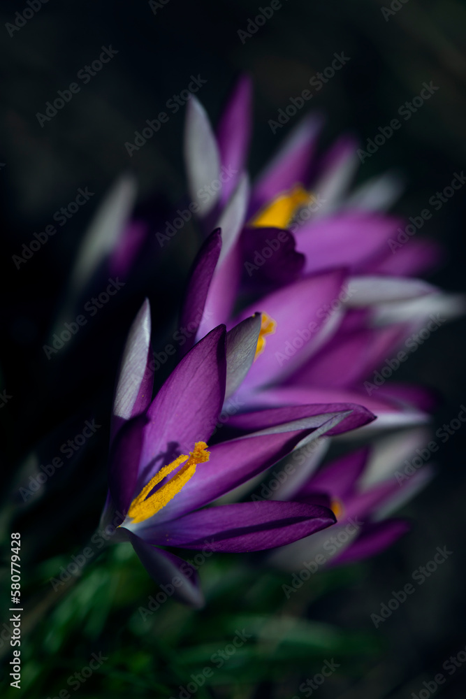 Crocus flower. Purple crocus in the steppes of Ukraine.Saffron for spices. Crocus flower. Purple crocus in the steppes of Ukraine.Saffron for spices.