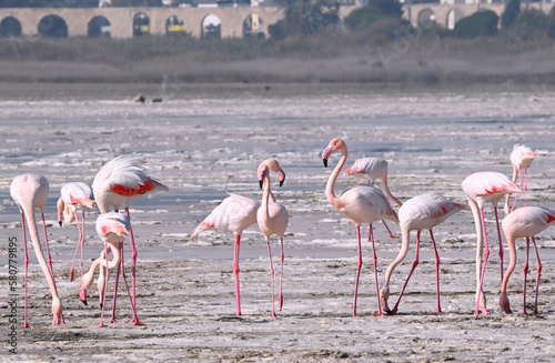 Pink flamingos on the salt lake of Cyprus