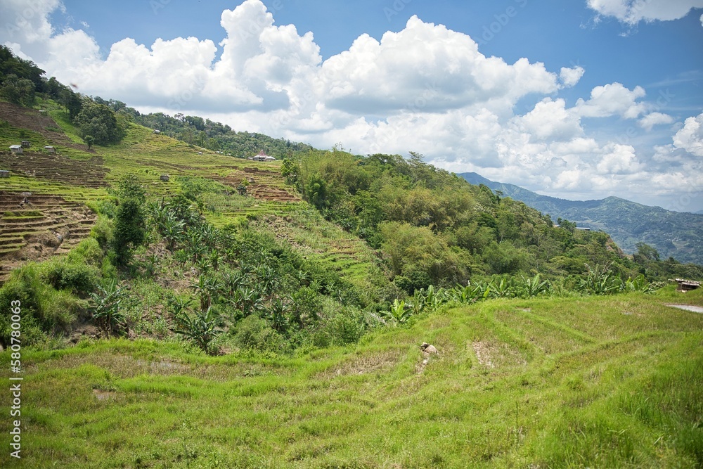 Panoramic view of a rice terrace on Flores surrounded by rainforest with a blue cloudy sky.