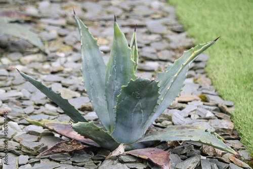 Agave asperrima