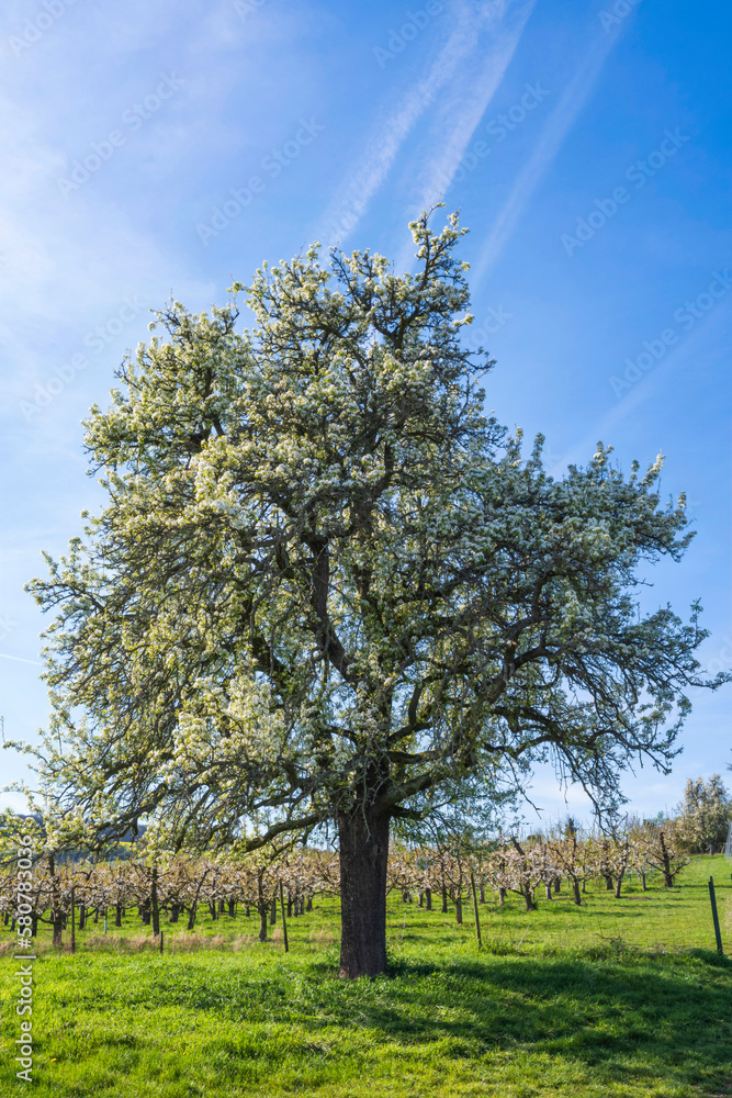 Obraz premium Blossoming cherry trees in Wiesbaden-Frauenstein/Germany under a blue and white spring sky