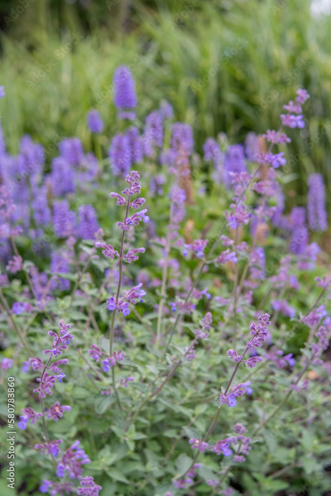 Fototapeta premium Nepeta 'Dropmore'