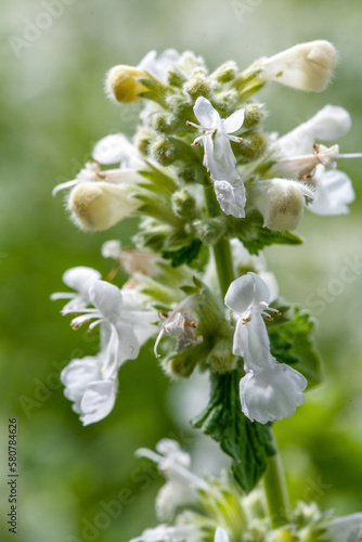 Nepeta 'Snowflake' 