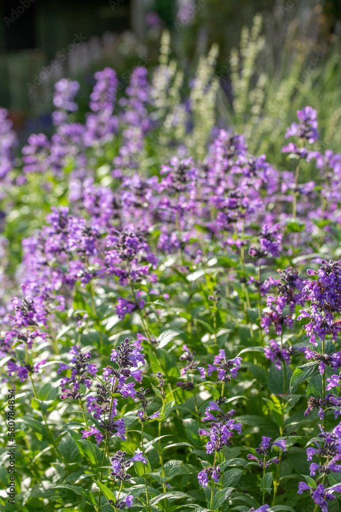 Obraz premium Nepeta 'Summer Blues'