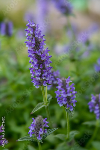 Nepeta nervosa