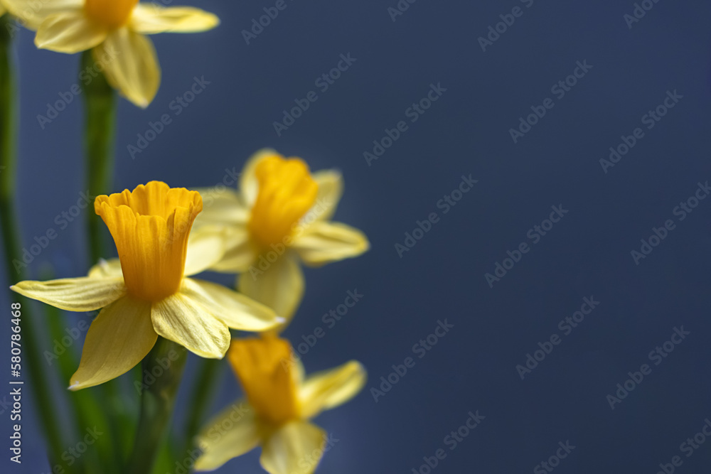 Obraz premium Yellow daffodils on a blue background. The concept of spring or love. Postcard. The dark key. Soft focus. Copy space