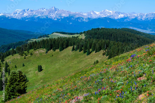 Tableau sur toile Wildflowers blooming on Shrine Pass, Vail, Colorado, USA.