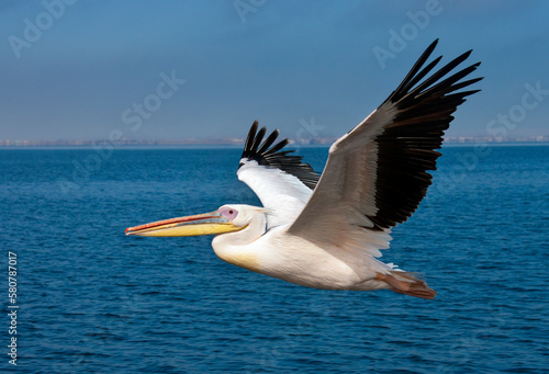 A Great White Pelican (Pelecanus onocrotalus) in flight over the sea on the coast of Namibia, Africa.