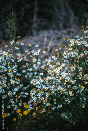 Flores del sur