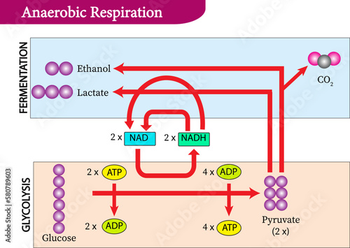 Anaerobic respiration is respiration using electron acceptors other than molecular oxygen although oxygen is not the final electron acceptor, process still uses  respiratory electron transport chain