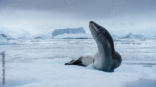 Leopard Seal in Antarctica  photo