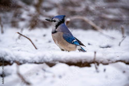 Blue Jay In Snow © Gerard