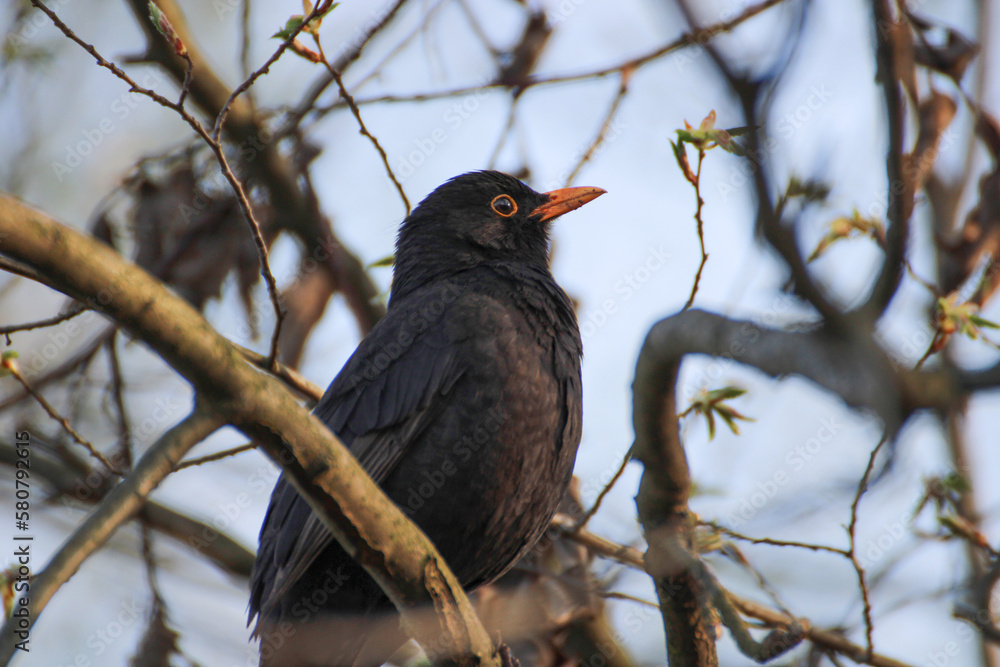 close up of a male common blackbird on a branch - Turdus merula close up of a male common blackbird on a branch - Turdus merula