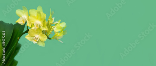 Wide panoramic view of yellow mini orchid in a pot on a light green background with copy space. Tropical flower, branch of orchid close up. Orange orchid background. Holiday, Women's Day, Flower Card