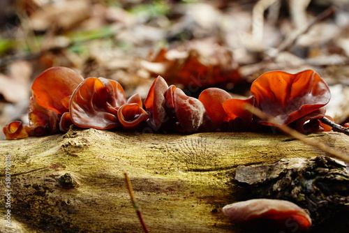 Red-brown fungi helotiaceae on the tree trunk photo