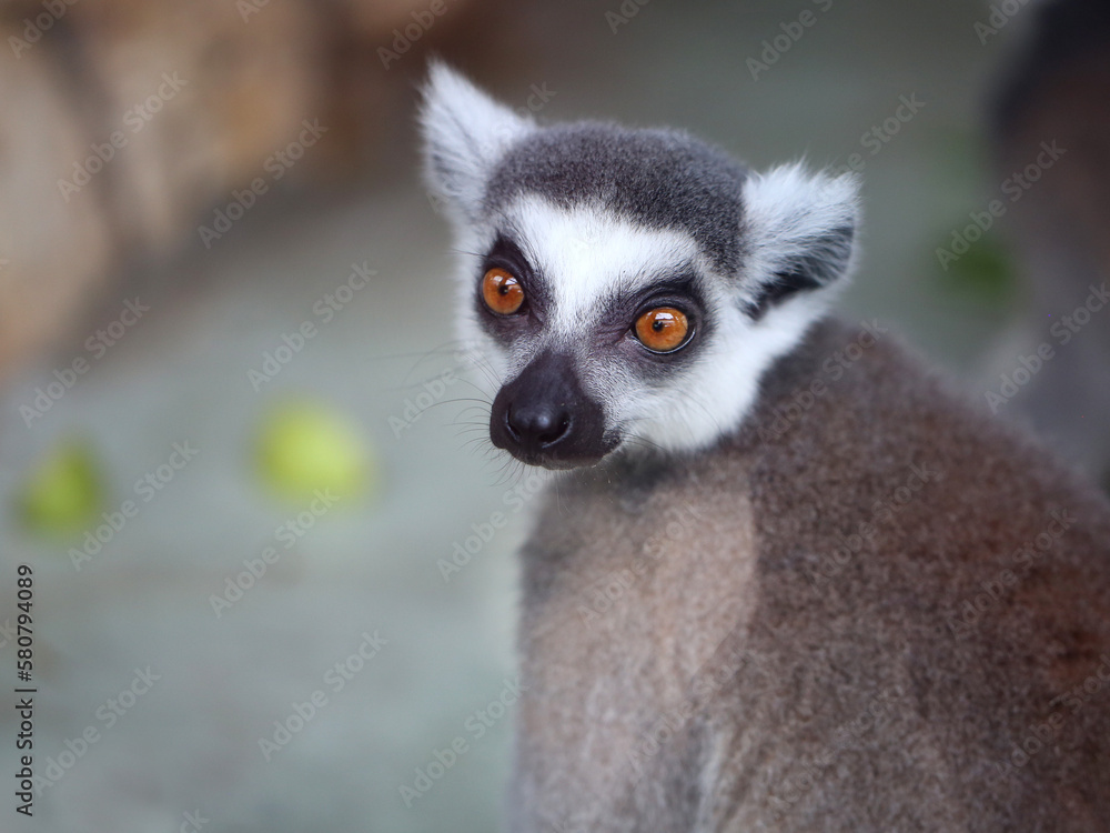 Photos of funny lemurs Photos of funny lemurs