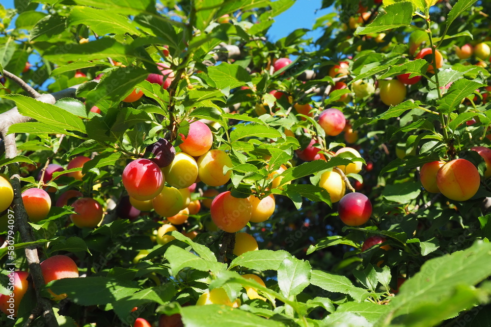 Prunus cerasifera is a species of plum known by the common names cherry plum and myrobalan plum. ornamental tree for garden and landscaping. Yellow and red plum fruits on the branches