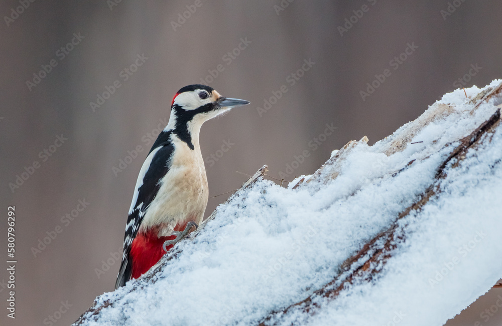 Fototapeta premium Great Spotted Woodpecker - male - in the wet forest in winter