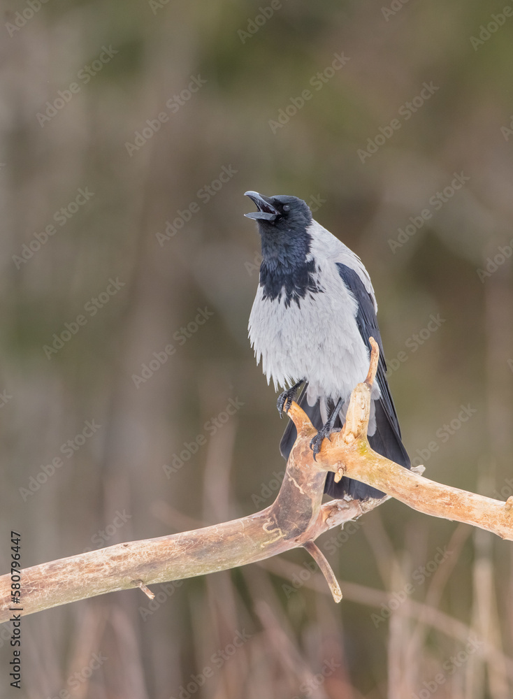 Naklejka premium Hooded Crow - at the wet forest in early spring