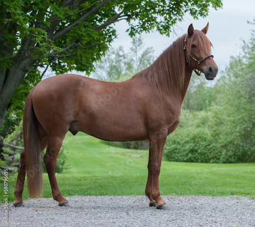 Obraz na plátně peruvian horse conformation shot chestnut  standing with good conformation horse