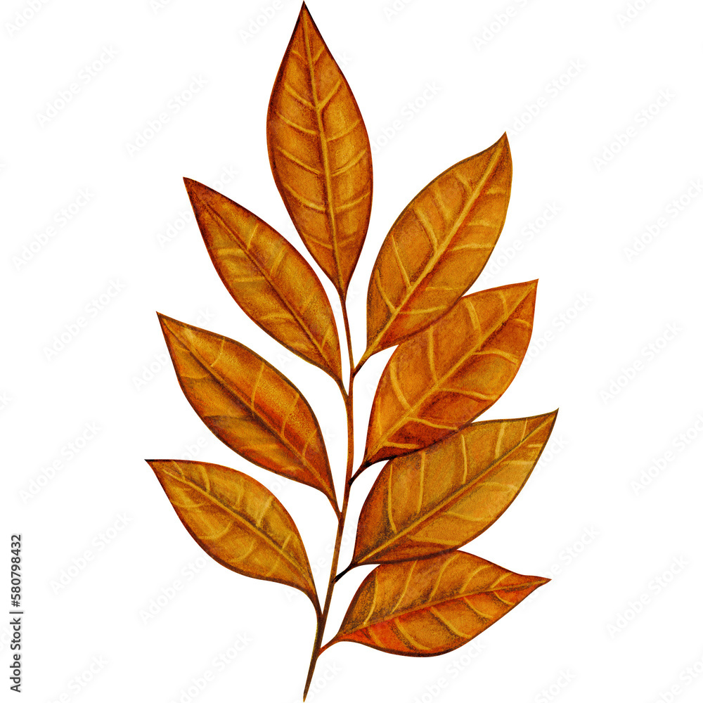 Obraz premium watercolor green leaves decoration