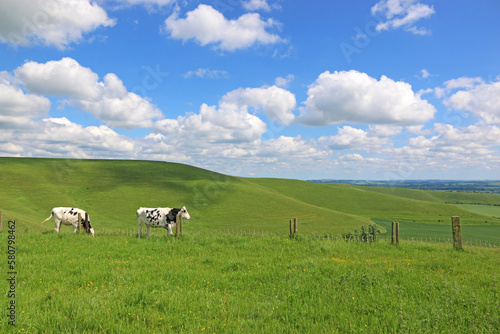 Cows in a field in Wiltshire  England 