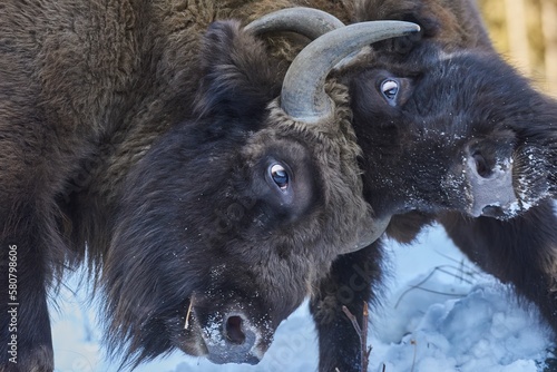 European bison - Bison bonasus in natural habitat