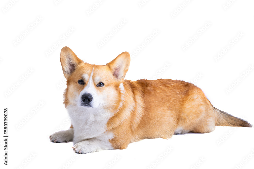 welsh corgi pembroke isolated