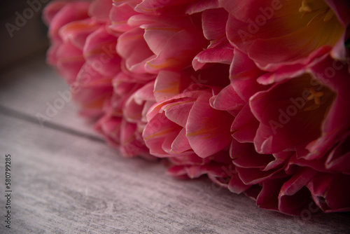 red tulips close up