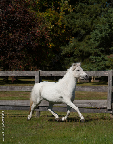 grey pony or white small horse running free no tack spring or summer vertical image of pony free running at liberty in paddock pasture or field on small horse farm vertical image room for type 